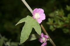 Malva unguiculata