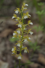 Oreorchis patens