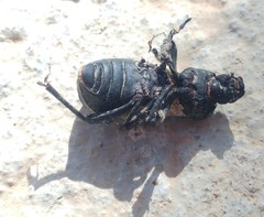 Scaurus puncticollis puncticollis