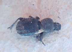 Scaurus puncticollis puncticollis