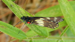 Catasticta nimbice