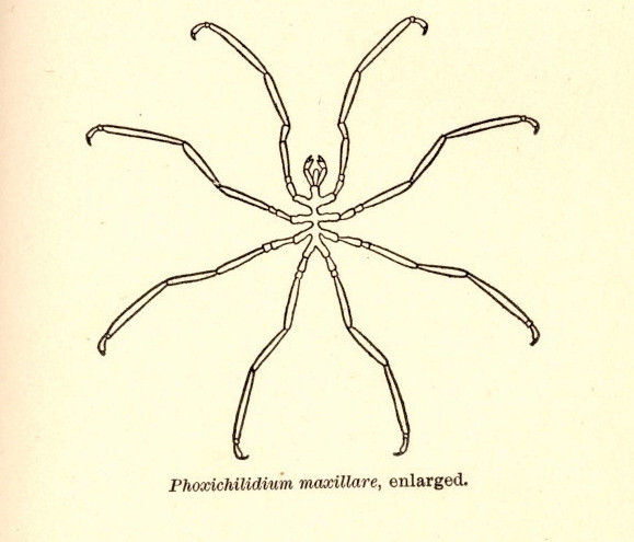 Phoxichilidium