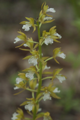 Oreorchis patens