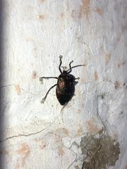 Catacanthini