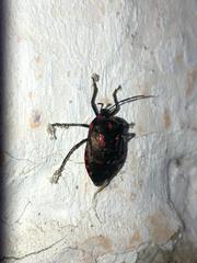 Catacanthini