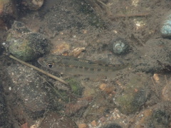 Opsariichthys evolans