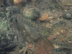 Opsariichthys evolans