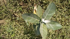 Calotropis