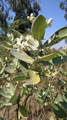 Calotropis gigantea
