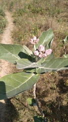 Calotropis gigantea