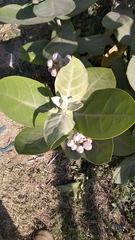 Calotropis gigantea