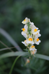 Linaria buriatica