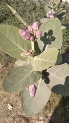 Calotropis gigantea