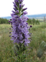 Veronica × sessiliflora