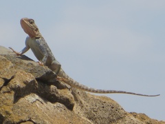 Agama lionotus