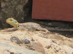 Agama lionotus
