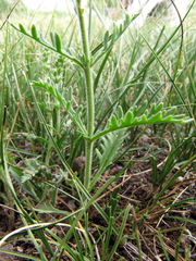 Veronica × sessiliflora