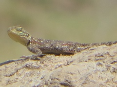 Agama lionotus