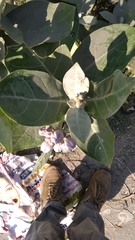 Calotropis gigantea
