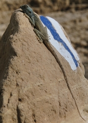 Pseudotrapelus sinaitus