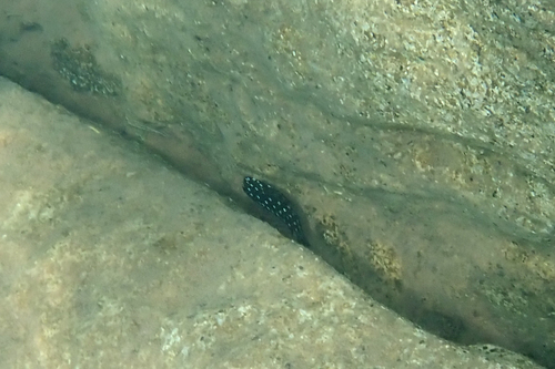 Tropheus duboisi