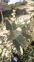 Calotropis gigantea