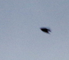 Pygochelidon cyanoleuca