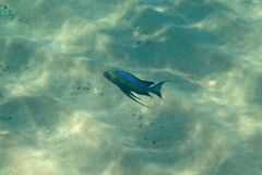 Featherfin Cichlid photo 3