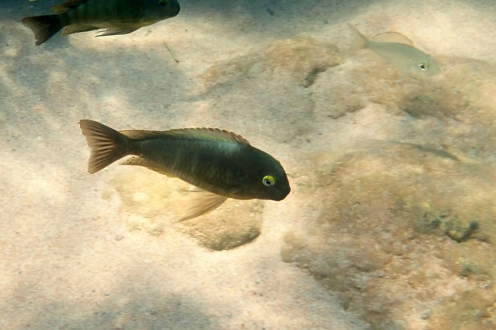 Brichard's tropheus (Tropheus brichardi) — Cichlidae