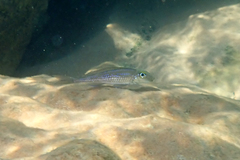 Asprotilapia leptura
