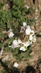 Tropinota squalida