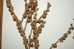 Adelocaryum lambertianum