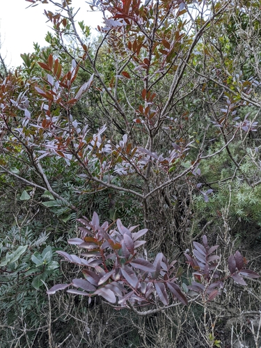 Pistacia × saportae (Pistacia × saportae)