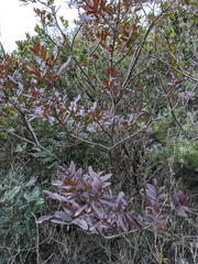 Pistacia × saportae