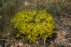 Sedum urvillei