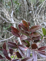 Pistacia × saportae