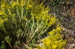 Sedum urvillei