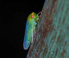 Selenomorphini