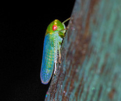 Selenomorphini