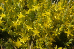 Sedum urvillei