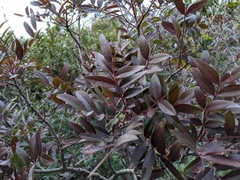 Pistacia × saportae