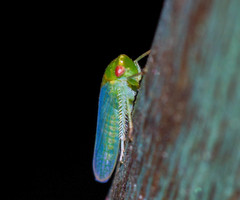 Selenomorphini