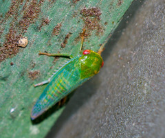 Selenomorphini