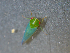 Selenomorphini