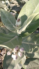 Calotropis gigantea