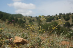 Rumia crithmifolia
