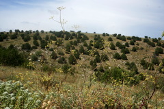 Rumia crithmifolia