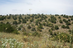 Rumia crithmifolia