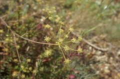 Rumia crithmifolia