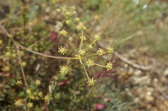 Rumia crithmifolia